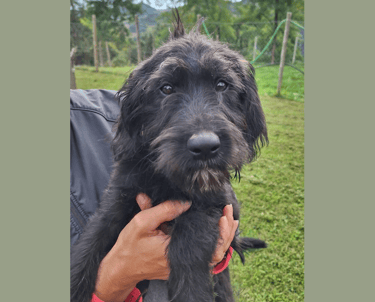 cucciolo labradoodle allevamento italia
