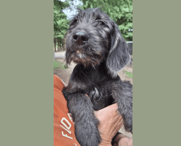 cucciolo labradoodle allevamento italia