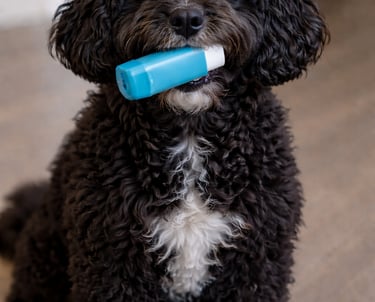 Cockapoo with inhalor in mouth