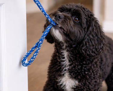 cockapoo opening a door with a door pull
