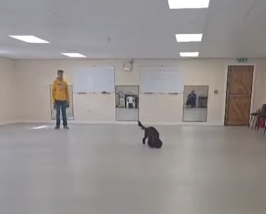 cockapoo in medication retrival training