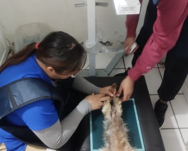 toma de rayos x en perrito en clinica veterinaria pekes