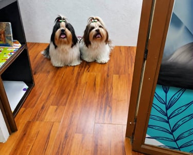 Perritas recien bañadas y peinadas en veterinaria pekes