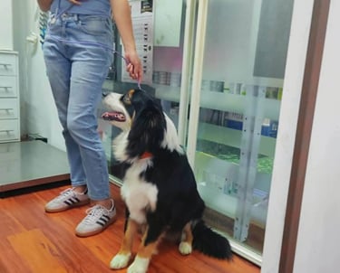Perro esperando consulta en veterinaria pekes