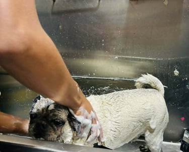 pug recibiendo baño en veterinaria pekes en orizaba