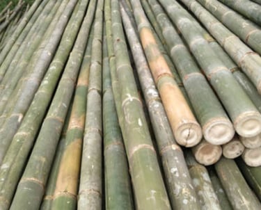 harga kayu bambu