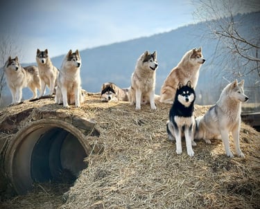 Ein Huskyrudel der Huskyzucht of Snow Wolf Valley in Dietfurt in Bayern entspannt auf dem Hügel.