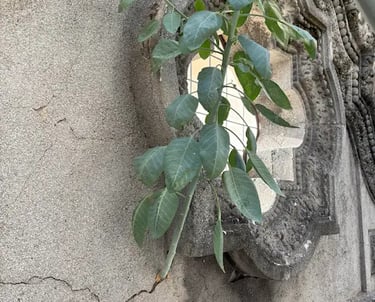 Casa Fracasi, Rosario, antes de su restauración realizada por Almapiedra.