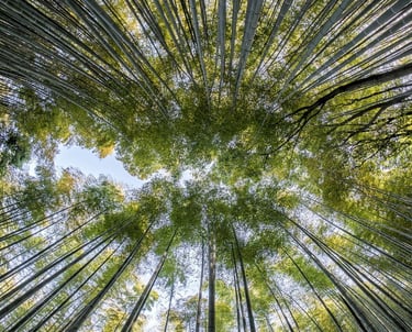 Esperienza di Shinrin Yoku nel bosco a Rieti, immersione nella natura per il benessere psicofisico