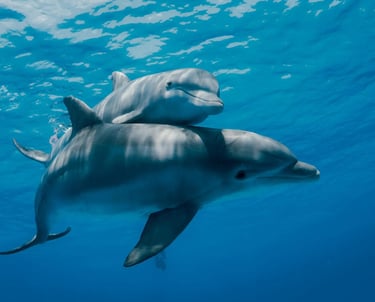 Ocean Calling Retreats, ethical dolphin swim ethical travel experience