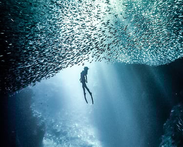 Ocean Calling Retreats, sardine run moalboal ethical travel experience