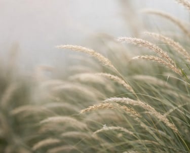 Kraštovaizdžio dizaino sprendiniai – dekoratyvinės žolės ir takas moderniame kieme