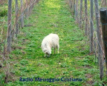 Agnello che bruca. Pecorella, Agnello, figura di Gesù che è il Sacrificio Perfetto