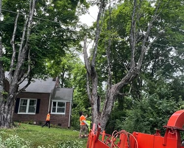 emercency tree removal