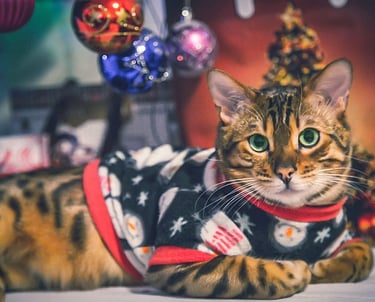 gato color amarillo con negro, con un sueter navudeño