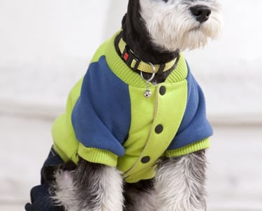 perro blanco con negro  con un chaleco hecho a la medida  verde con azul