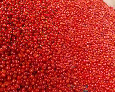 Chiltepín Rojo Silvestre: Selección Premium Entero y Sin Merma, El color de Rojo Silvestre despierta