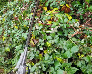 blackberry bush with hedge trimmers across the vines
