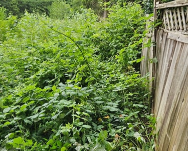 a wooden fence with blackberries growing over it.