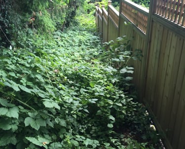 blackberries growing beside a fence
