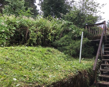 wooden stairs with blackberry bushes removed from in front but there are blackberries behind
