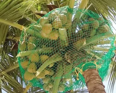 coconut tree safety nets by anikeshav safety nets