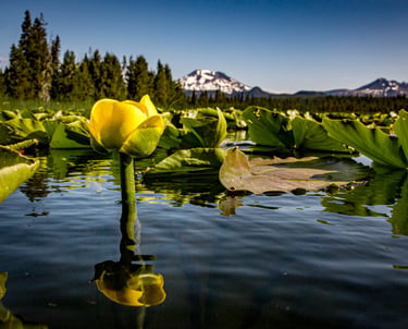 A flower grows from the lake's water in Eastern Oregon.