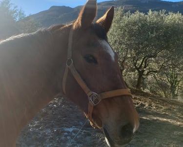 Red brown horse, roodbruin paard