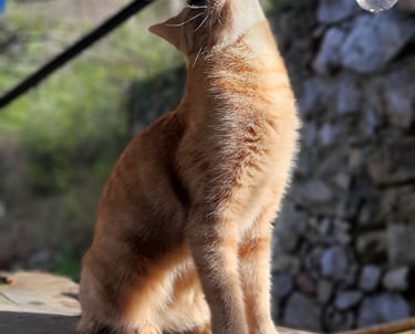 a cat sitting and looking up