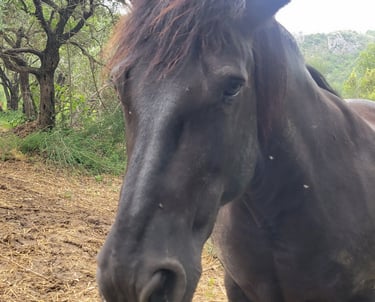 Zwart paard, black horse