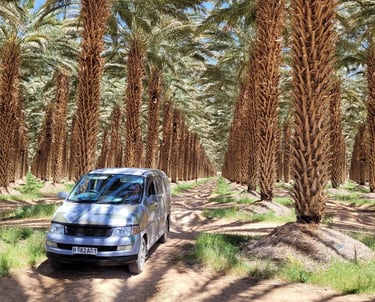 a van parked in a palm tree lined with palm trees
