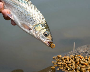 Packaged fish and prawn feed bags ready for shipment, displayed neatly on a wooden dock near a freshwater pond.