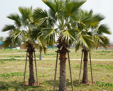 A gardener trimming shrubs with precision in a sunny backyard.