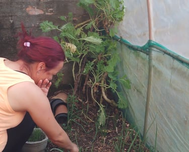 Foto de Andréa, minha esposa manuseando as cebolas no canteiro de terra na estufa
