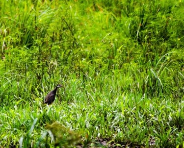 White breasted waterhand
