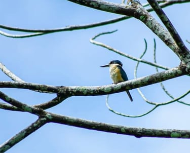 Collard kingfisher Sorong