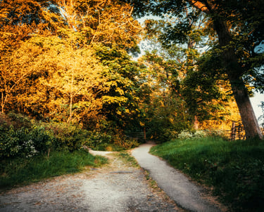 A photo of two paths converging in the woods, symbolizing the shared journey of partnership.
