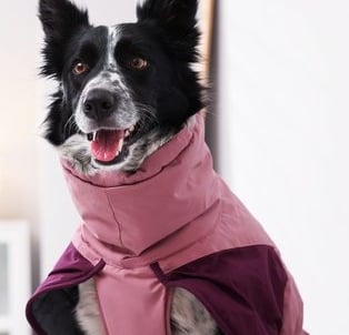 Border Collie blanco y negro usand un abrigo impermeable color rosa y morado
