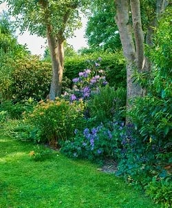 Rural garden during summer