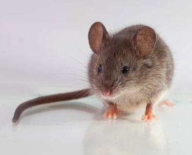 Mouse problem in Spalding property.