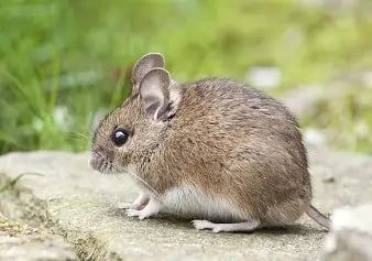 Mouse presence in spalding and lincolnshire