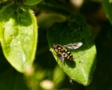 Wasp on a garden leaf during summer.
