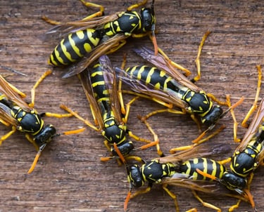 A group of wasps before pest control treatment