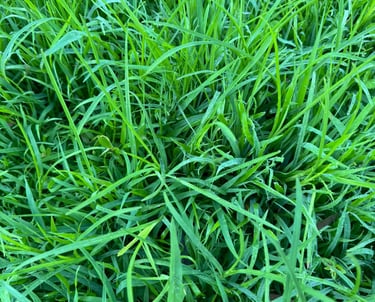 GRAMA LÍQUIDA: Germinação após 45 dias de aplicação