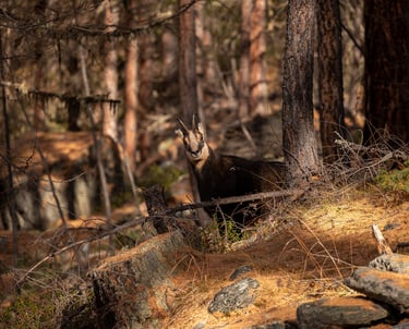 a goat in the woods with a mountain in the background