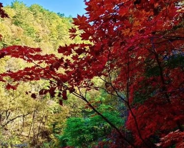 Hard maple wood block stabilized wood blank