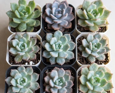 A close-up of hands gently planting seedlings in soft soil, bathed in mellow green light.