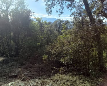 forêt de chênes verts