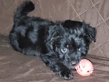 Black Mal-Shi puppy playing with ball.