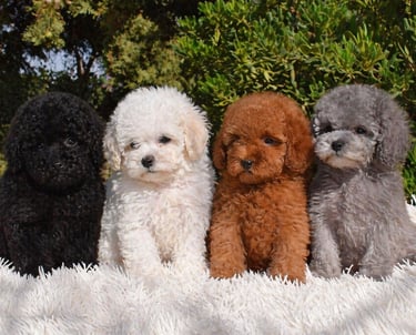 cachorros caniche toy